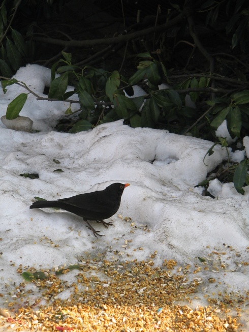 A little blackbird in the snow in Salzberg, Austria. My own photo, 2005.